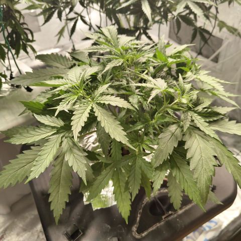 Mysterio #1 [monster] growlog timeline photo