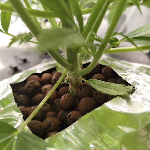 Mysterio #1 [monster] growlog photo: Really small shoots growing from stalk, taking them off