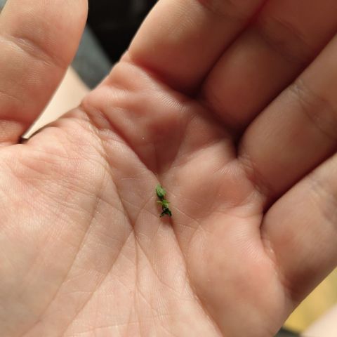 Mysterio #1 [monster] growlog photo: Really small shoots growing from stalk, taking them off