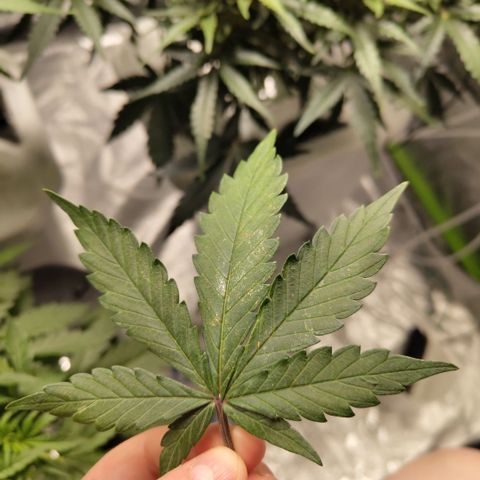 DarkDevil #2 growlog photo: Shiny leaves with markings, still not sure what it is - no sign of bugs