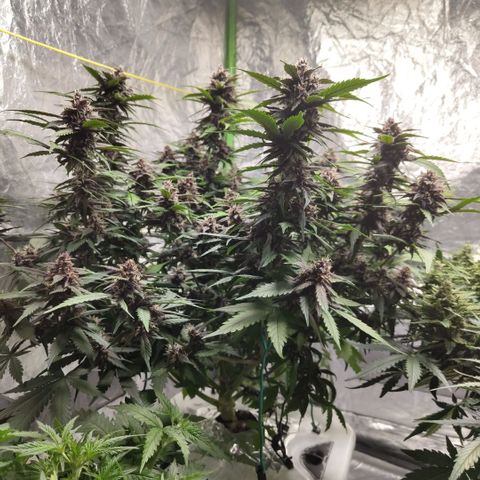 DarkDevil #2 growlog timeline photo