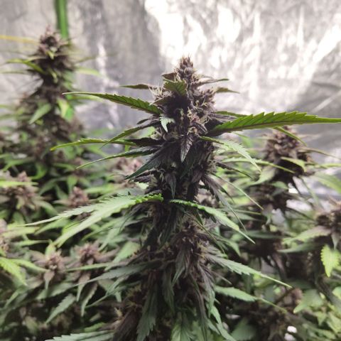 DarkDevil #2 growlog timeline photo
