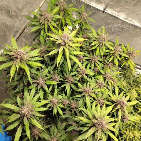 DarkDevil #2 growlog timeline photo