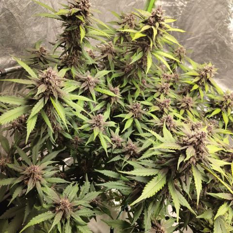 DarkDevil #2 growlog timeline photo