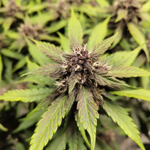 DarkDevil #2 growlog timeline photo