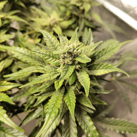 CBD Crack #2 growlog timeline photo