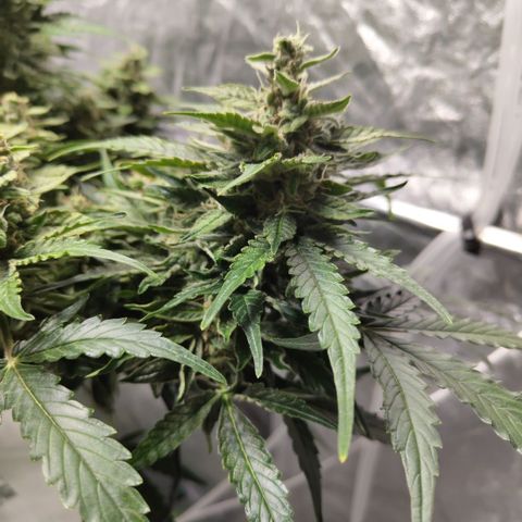 CBD Crack #2 growlog timeline photo