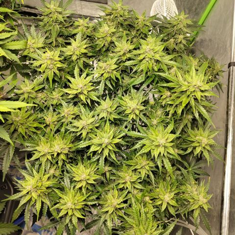 CBD Crack #2 growlog timeline photo