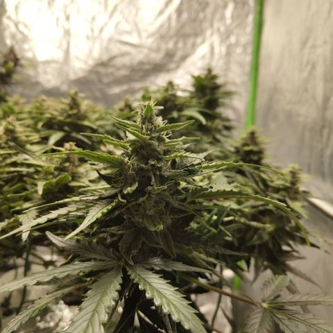 CBD Crack #2 growlog timeline photo