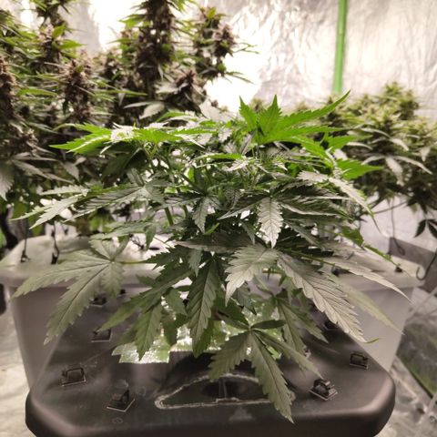 Mysterio #1 [monster] growlog timeline photo