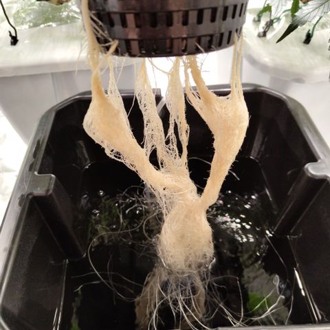 Mysterio #1 [monster] growlog timeline photo