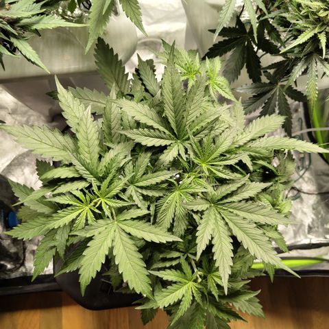 Mysterio #1 [monster] growlog timeline photo