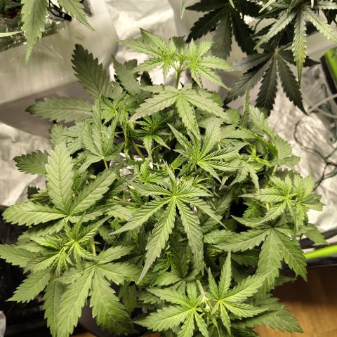 Mysterio #1 [monster] growlog photo: After trim
