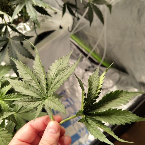 Mysterio #1 [monster] growlog photo: After trim
