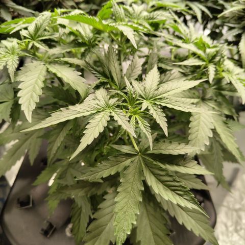 Mysterio #1 [monster] growlog timeline photo