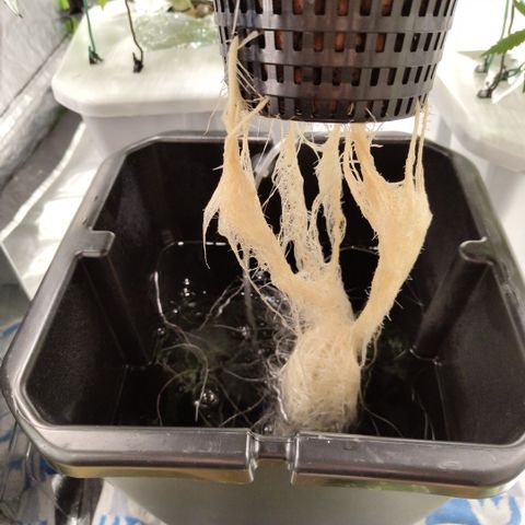 Mysterio #1 [monster] growlog timeline photo