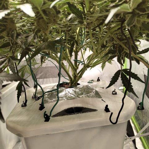 CBD Crack #2 growlog timeline photo