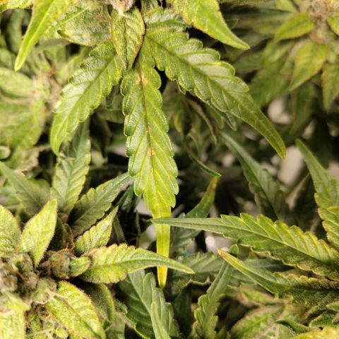 CBD Crack #2 growlog photo: Some spotting and yellowing has been happening