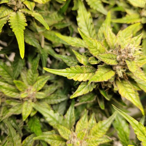 CBD Crack #2 growlog photo: Some spotting and yellowing has been happening