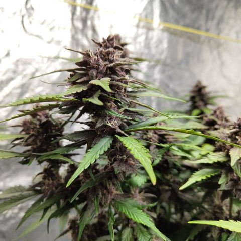 DarkDevil #2 growlog timeline photo