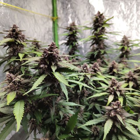DarkDevil #2 growlog timeline photo