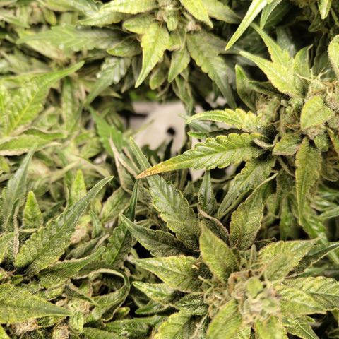 CBD Crack #2 growlog photo: Some spotting and yellowing has been happening