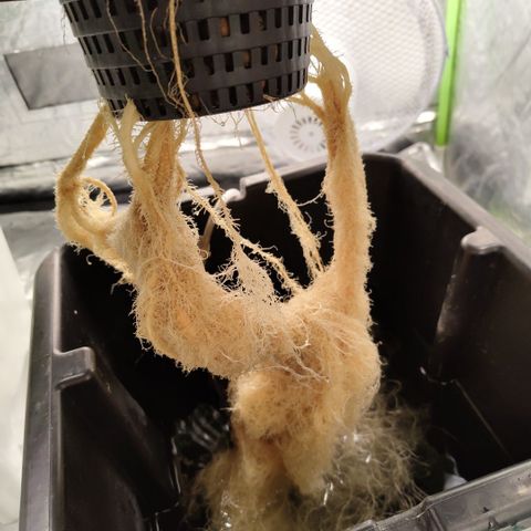 CBD Crack #2 growlog timeline photo