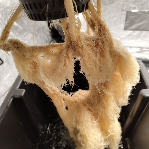 DarkDevil #2 growlog timeline photo