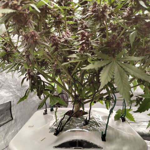 DarkDevil #2 growlog timeline photo