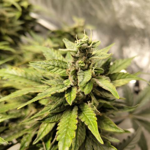 CBD Crack #2 growlog timeline photo