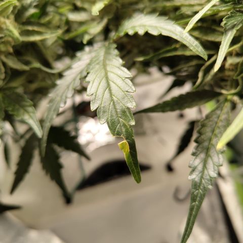 CBD Crack #2 growlog photo: Some spotting and yellowing has been happening