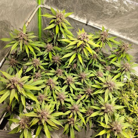 DarkDevil #2 growlog timeline photo