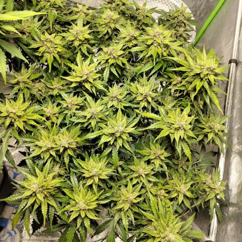 CBD Crack #2 growlog timeline photo