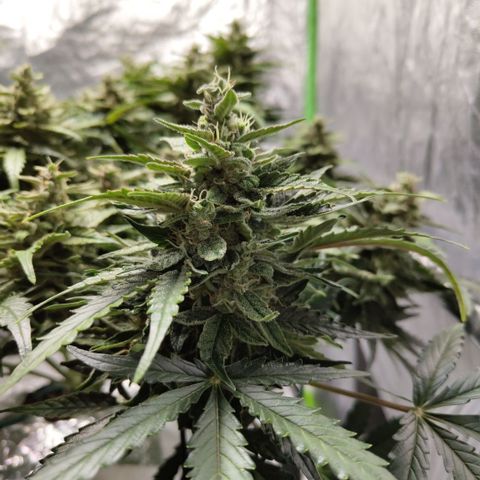 CBD Crack #2 growlog timeline photo