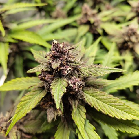 DarkDevil #2 growlog timeline photo