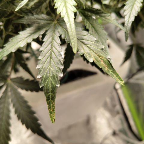 CBD Crack #2 growlog photo: Some spotting and yellowing has been happening