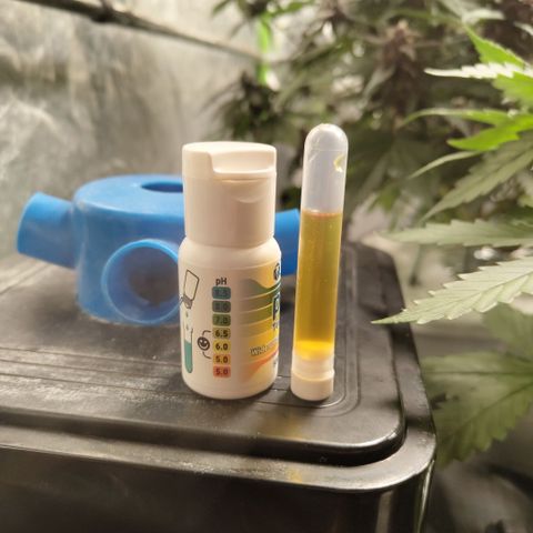 CBD Crack #2 growlog photo: Ph - yellow with orangish tint