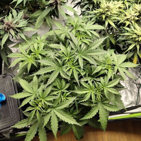 Mysterio #1 [monster] growlog timeline photo