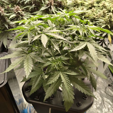 Mysterio #1 [monster] growlog timeline photo