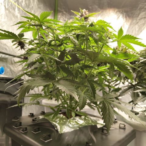 Mysterio #1 [monster] growlog timeline photo
