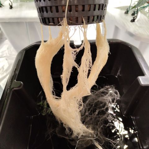 Mysterio #1 [monster] growlog timeline photo