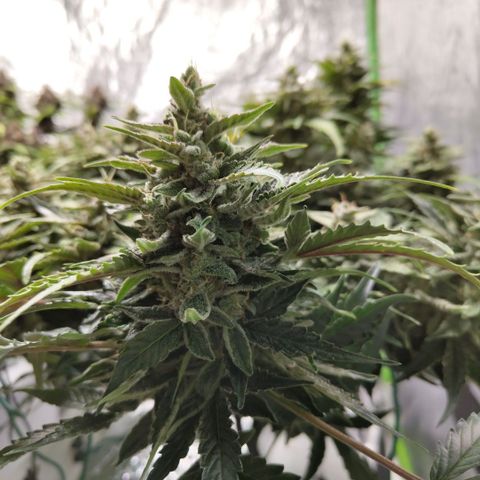 CBD Crack #2 growlog timeline photo