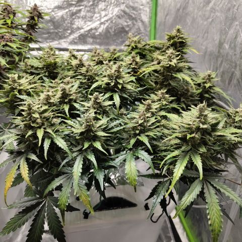 CBD Crack #2 growlog timeline photo