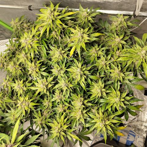 CBD Crack #2 growlog timeline photo