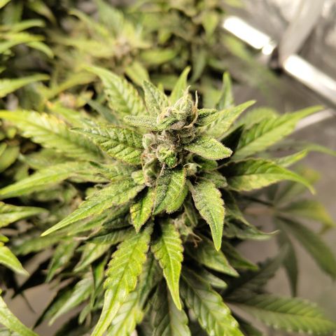 CBD Crack #2 growlog timeline photo