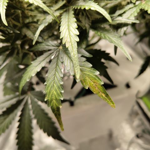CBD Crack #2 growlog photo: Prob prob