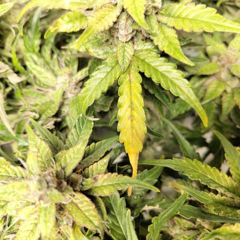 CBD Crack #2 growlog photo: Prob prob