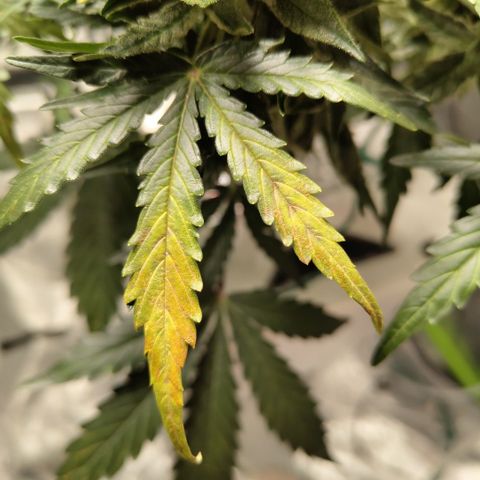 CBD Crack #2 growlog photo: Prob prob