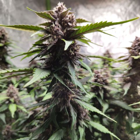 DarkDevil #2 growlog timeline photo