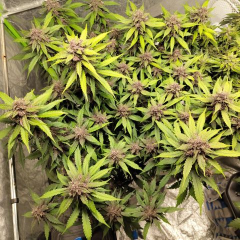 DarkDevil #2 growlog timeline photo